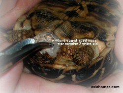 Star tortoise with egg being extracted,Singapore