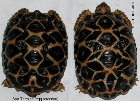 Star tortoise (left) with egg retention,Singapore
