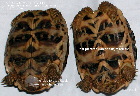 Star tortoise (left) with egg retention,Singapore