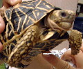 7-year-old star tortoise has lost appetite