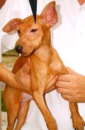 Eyelid swollen due to vaccination reaction